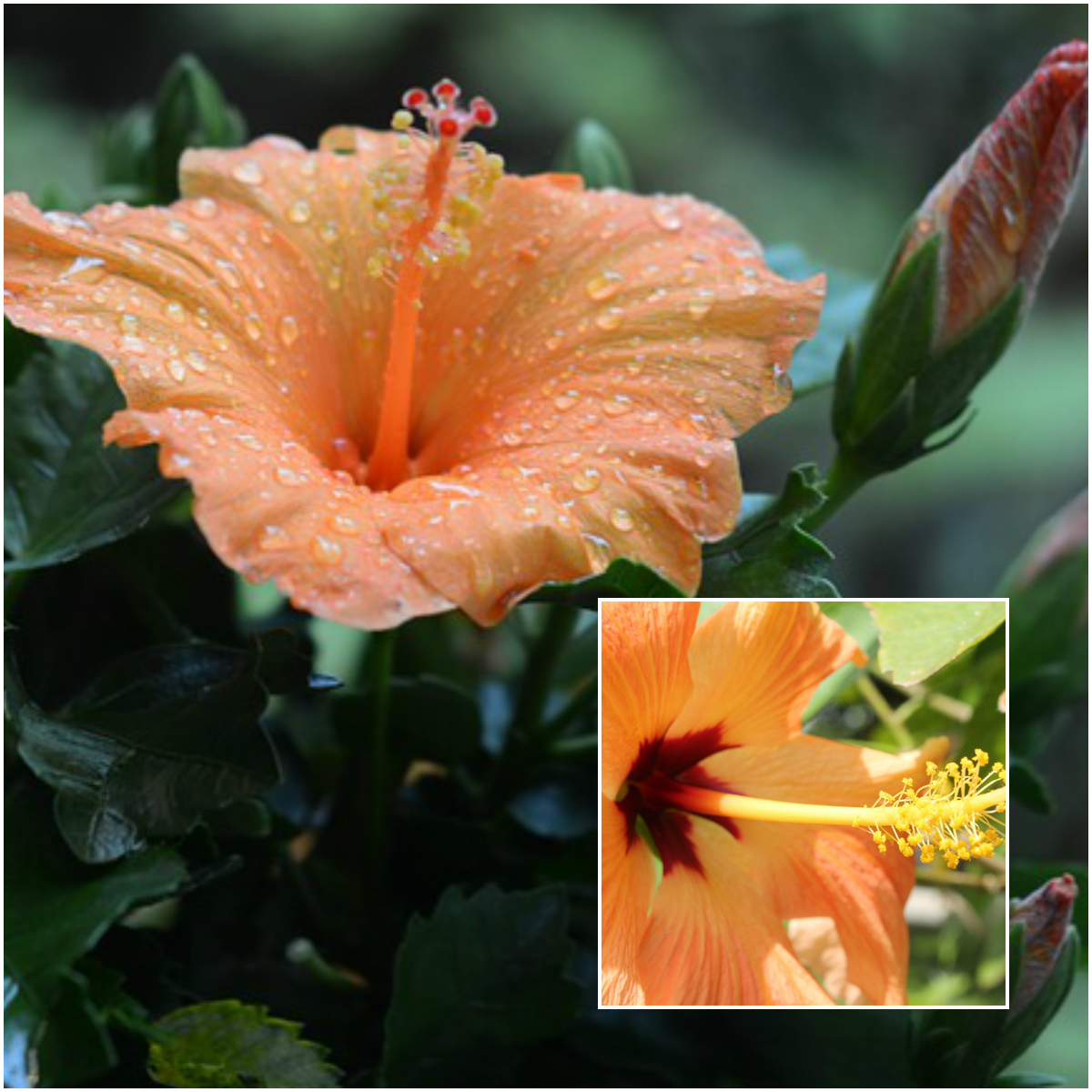 Hibiscus